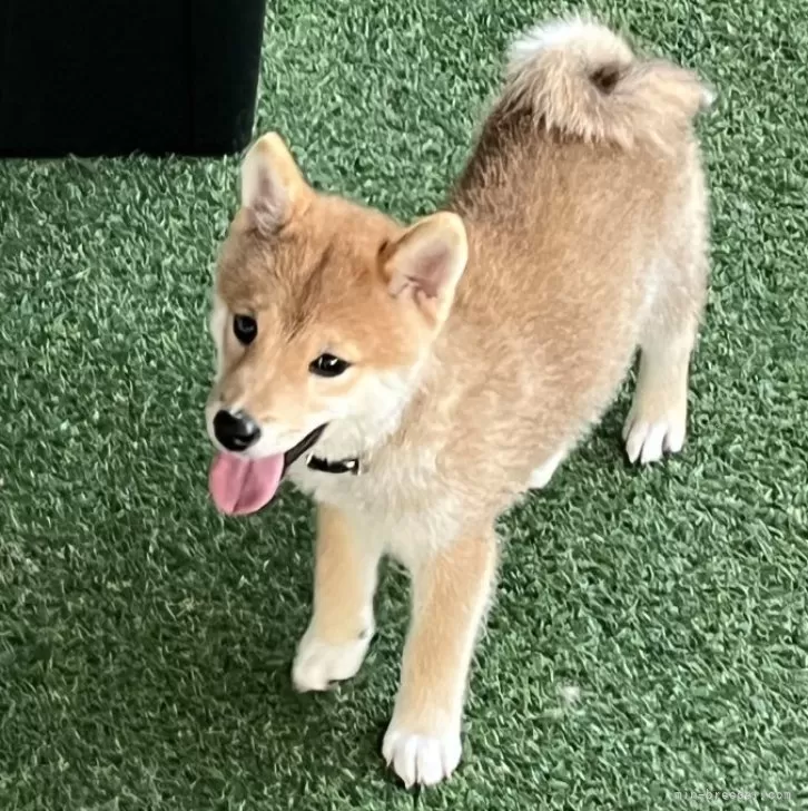 ID：2507-07754の子犬