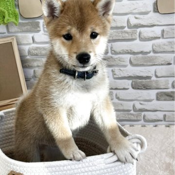 豆柴【富山県・男の子・2025年6月24日・赤】の写真「優しく人懐っこくて、両親小振りの飼い易いオス赤豆柴」