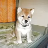 豆柴