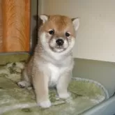 豆柴
