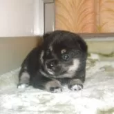 豆柴