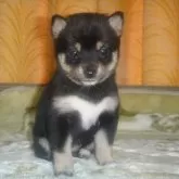 豆柴【富山県・女の子・2025年1月11日・黒】の写真1「撮影生後37日目」