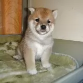 豆柴