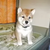 豆柴