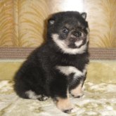 柴犬(豆柴)
