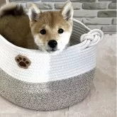 豆柴【富山県・男の子・2025年6月24日・赤】の写真8「9/6日撮影生後７４日目」