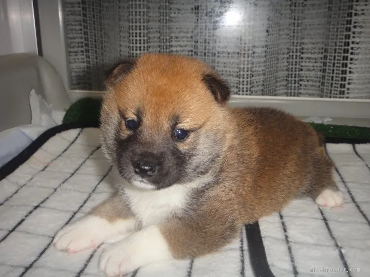ID：2006-01342の子犬