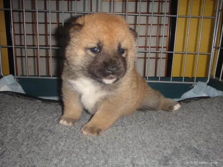 ID：2004-01622の子犬
