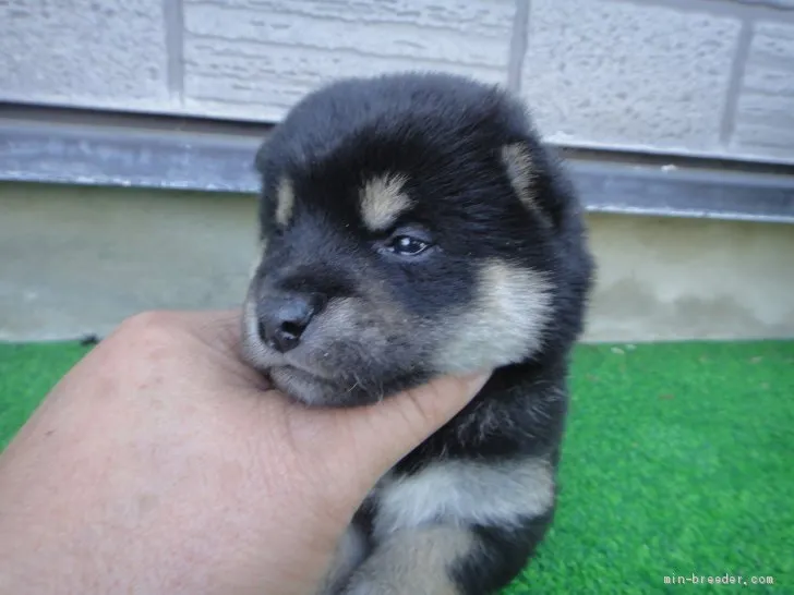 ID:1905-01185の子犬