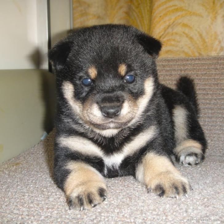 豆柴助様 オーダーページ 8/24 豆柴助様 オーダーページ 8/24