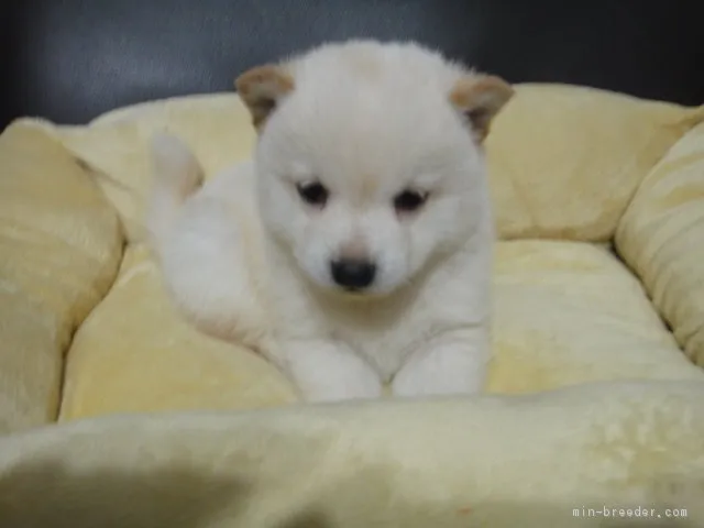 ID:1804-01668の子犬