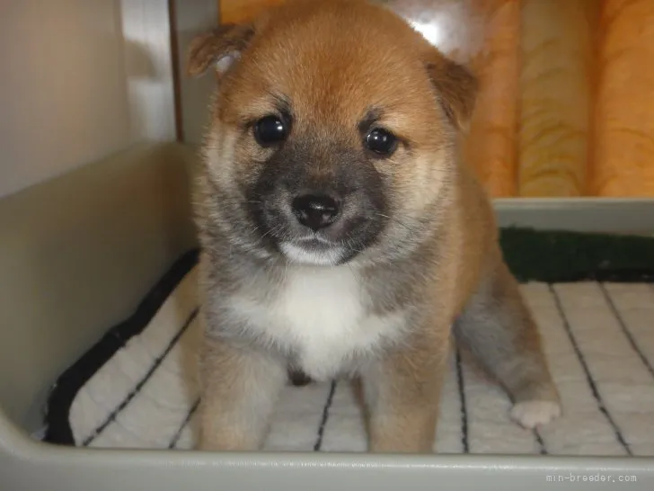 ID:2107-02348の子犬