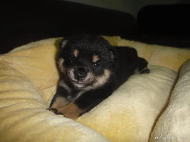 柴犬(標準サイズ)【富山県・男の子・2018年4月30日・コントランスの綺麗な黒柴】の写真1「5月29日撮影」