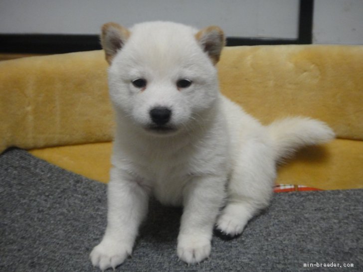 豆柴 男の子 白豆柴 19 11 10生まれ 富山県 子犬id 1912 豆柴サイズ予想の白柴 みんなのブリーダー