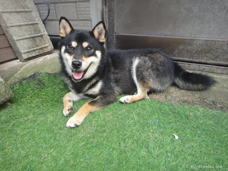 ID:2009-00510の子犬