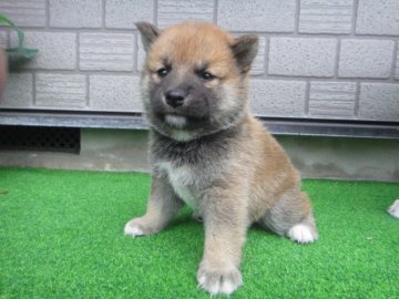 柴犬(標準サイズ)【富山県・女の子・2019年4月30日・赤】の写真「父親豆柴、母親は豆柴サイズで豆柴サイズ予想の子」