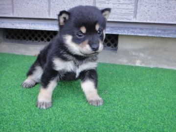 柴犬(標準サイズ)【富山県・女の子・2019年2月20日・コントランスの綺麗な可愛い黒豆柴】の写真「両親豆柴認定犬黒顔のコントラス良い豆柴サイズ予想」
