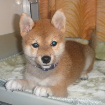 柴犬(標準サイズ)【富山県・男の子・2023年5月19日・赤】の写真「父親豆柴で小振り予想クリクリ目の可愛い柴の男の子」