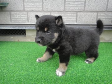 柴犬(標準サイズ)【富山県・男の子・2019年4月21日・黒】の写真「父親豆柴犬、母親は豆柴認定犬で小振り予想の黒柴です」