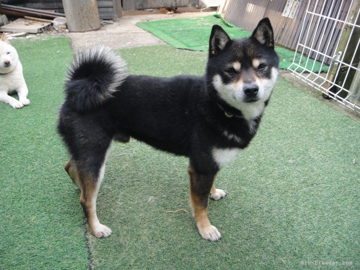 柴犬 7200 柴犬 伏せ ソフト：おもちゃ：百町森