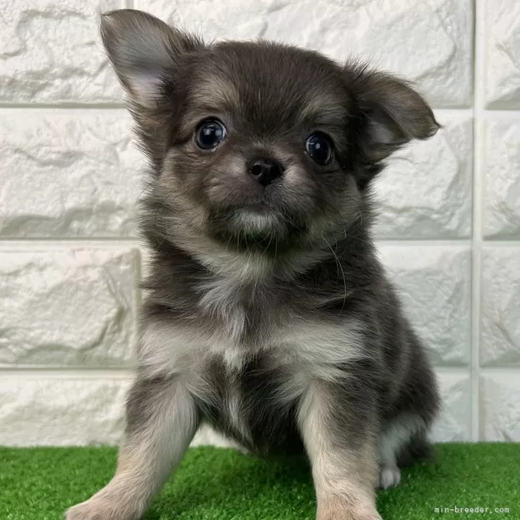 チワワ(ロング)【大阪府・男の子・2025年9月30日・ブルー&amp;タン】の写真1