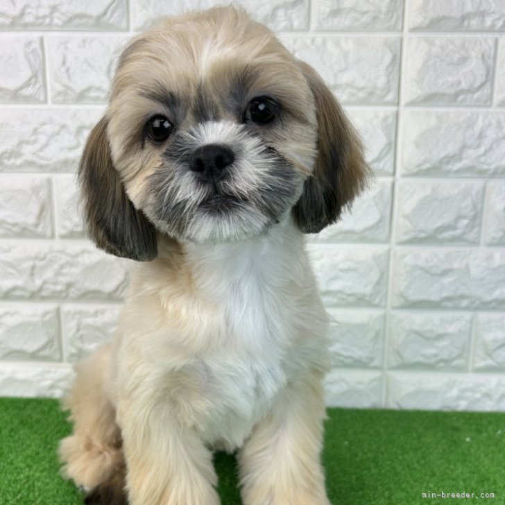 ブリーダー画像