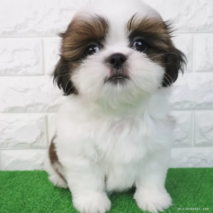 ID：2502-03630の子犬