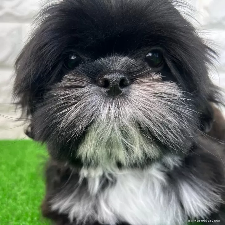 ゆきちゃん 様のお迎えした子犬