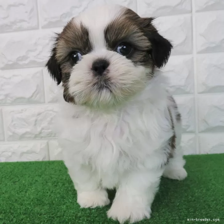 ID：2503-04287の子犬