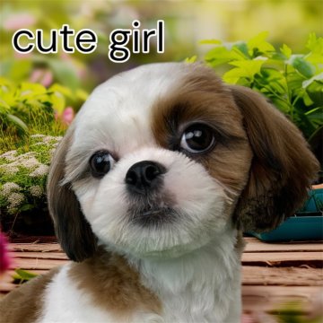 シーズー【大阪府・女の子・2025年3月31日・ホワイト&ゴールド】の写真「お茶目な次女ちゃん！」