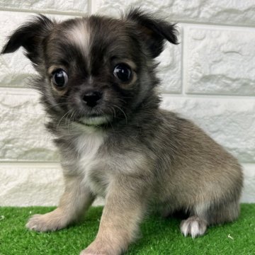 チワワ(ロング)【大阪府・男の子・2025年9月30日・フォーン、ホワイト】の写真「キュートな長男くん！」