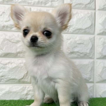 チワワ(ロング)【大阪府・男の子・2025年9月30日・クリーム】の写真「キュートな長女ちゃん！」