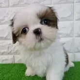 シーズー