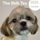 シーズー