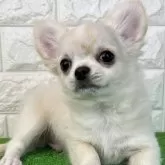 チワワ(ロング)