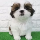 シーズー【大阪府・男の子・2024年12月27日・ホワイト&ゴールド】の写真1