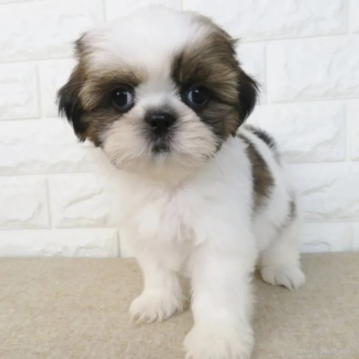 ID：2310-04252の子犬