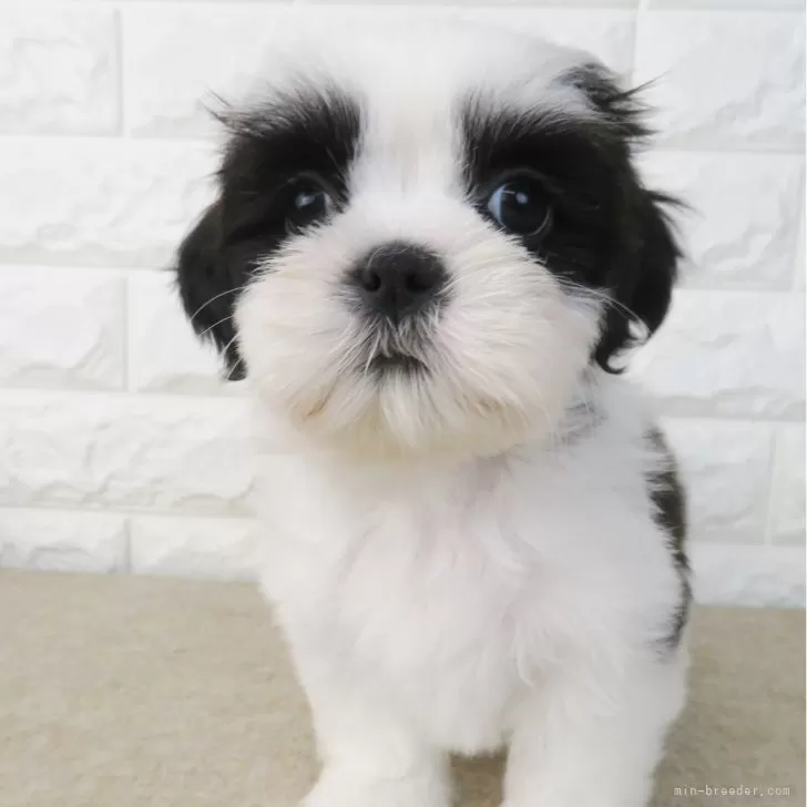 ID:2410-00003の子犬