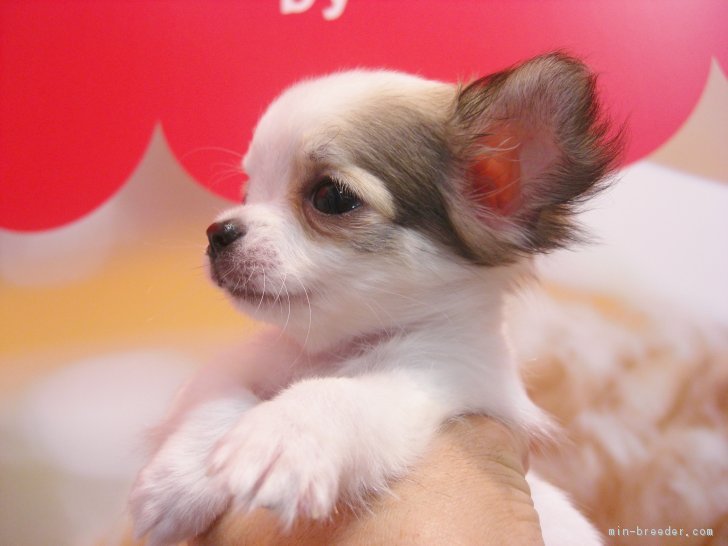 チワワ ロング 大阪府 男の子 17年8月14日 ホワイト レッド 母犬はモデル犬 激カワ の子どもたち みんなのブリーダー 子犬id 1709 チワワ ロング 大阪府 男の子 17年8月14日 ホワイト レッド 母犬はモデル犬 激カワ の子どもたち みんなのブリーダー 子犬id 1709