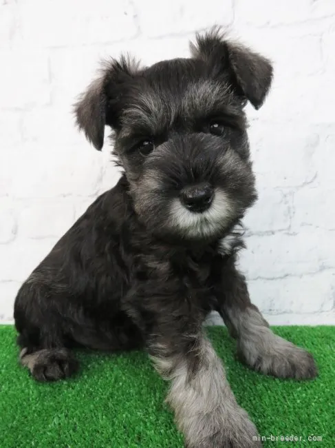 ID:2203-01489の子犬