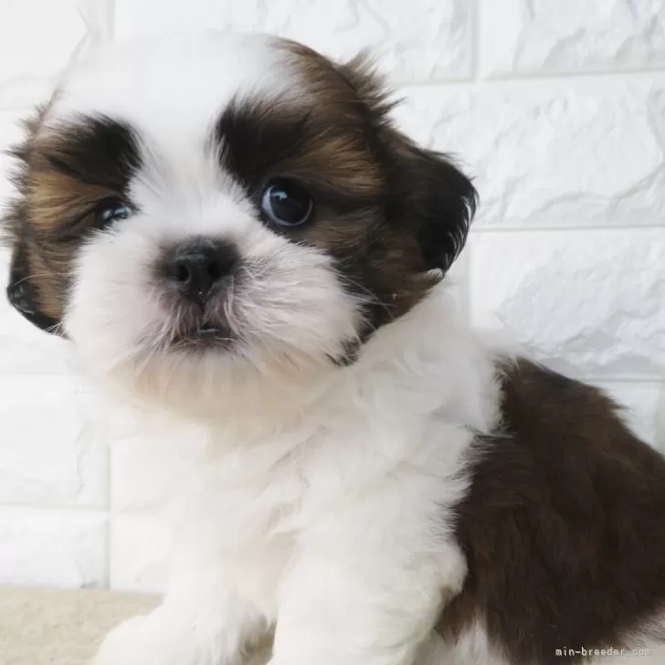ID：2406-00267の子犬
