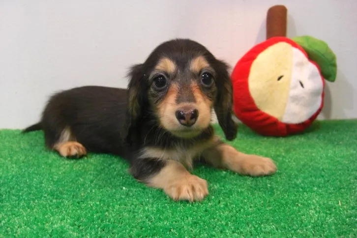 ID：1609-01256の子犬