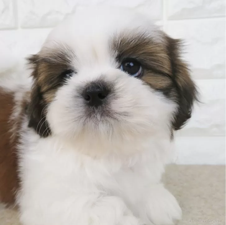 ID:2401-06201の子犬
