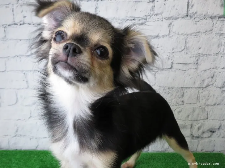 ID：1906-02942の子犬