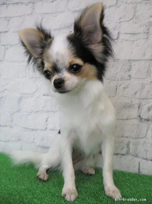 ID:1902-02413の子犬