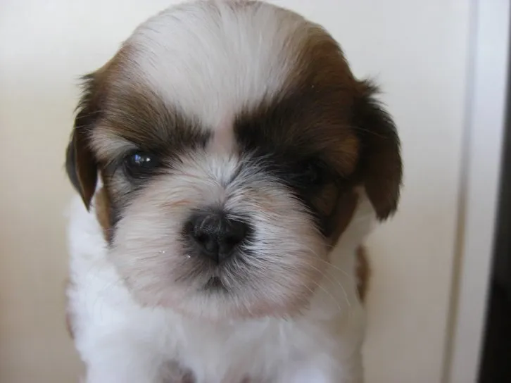 ID:1607-00266の子犬