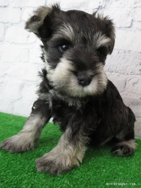 ID:2002-01445の子犬
