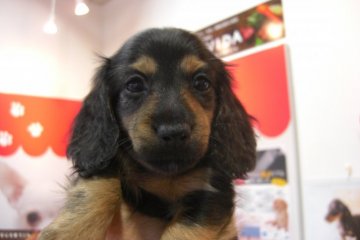 カニンヘンダックスフンド(ロング)【大阪府・男の子・2016年8月1日・ブラック&タン】の写真「元気いっぱい！」