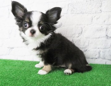 チワワ(ロング)【大阪府・女の子・2020年10月1日・ブラック、ホワイト】の写真「可愛い鼻ぺちゃ、短足タイプ！」