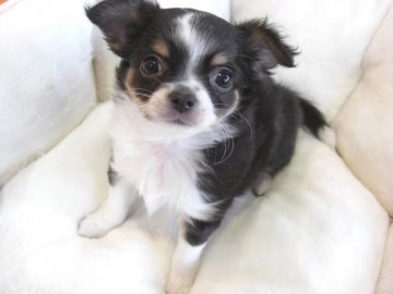 チワワ(ロング)【大阪府・女の子・2018年4月26日・トライ】の写真「母犬はモデル犬として活躍中！」